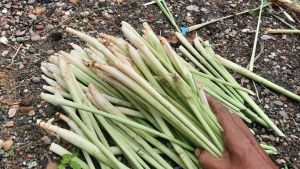 How to Plant Lemongrass for Kitchen Needs, Easy to Practice at Home