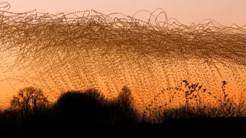 Dr Kathryn Cooper A murmuration of starlings - a large flock of birds - pictured against an orange sunrise. Below, the silhouette of trees and bushes can be seen against the skyline.