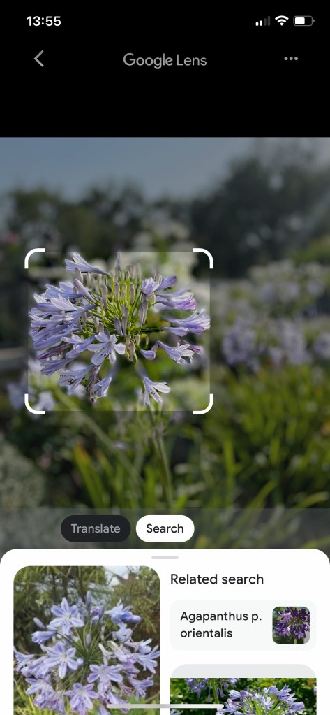 Google Lens used to identify a purple flower. HLH