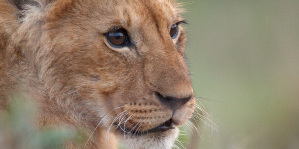 Lion Director of Photography Sophie Darlington Reveals How the Four-Year Shoot Was Unlike Any Documentary Ever Made Before