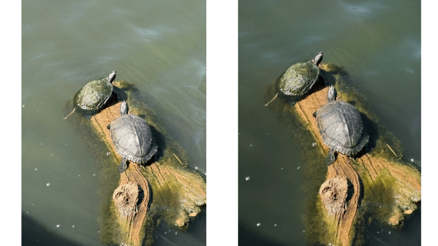 Two photos of turtles on a log, original (left) not as refined as AI-edited (right)