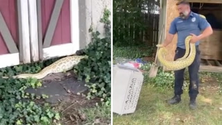 Eight-foot Burmese python found in New Jersey