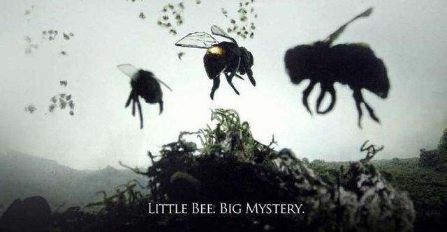 Vanishing of the Bees
